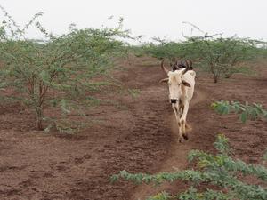 Undernourished cattle, Kenya