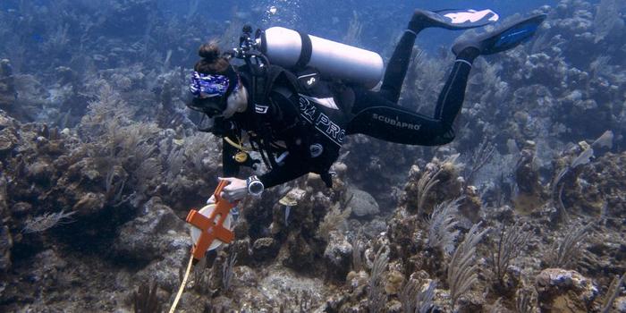 Kelsey Beavers conducting research on coral reef disease