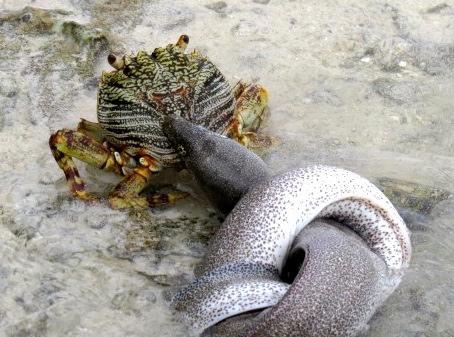 Moray Eel vs Sally Lightfoot