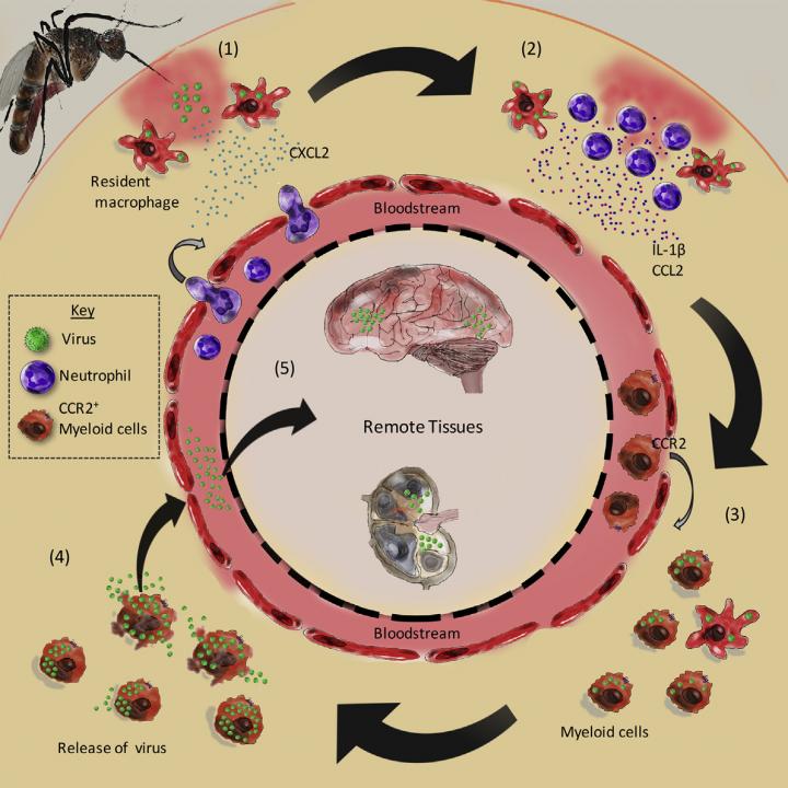 Mosquito Bite Inflammation Aids Viral Replication