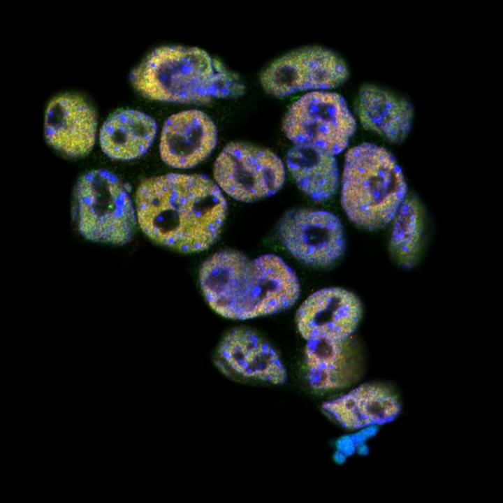 Mouse Embryonic Stem Cells Fluorescently Stained for Dppa2 and Dppa4