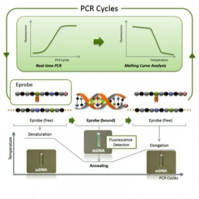 Use of Eprobe® in Real-Time PCR