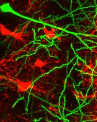 Neurons and Astrocytes