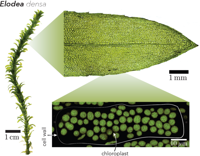 Elodea densa is an aquatic plant. Its leaves obtain their green colour from the many chloroplasts within each plant cell.