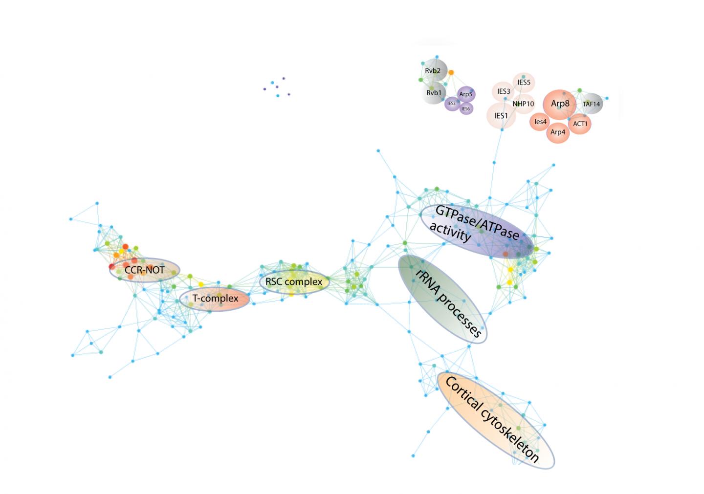 A Visualization of an INO80 Perturbed Protein Interaction Network