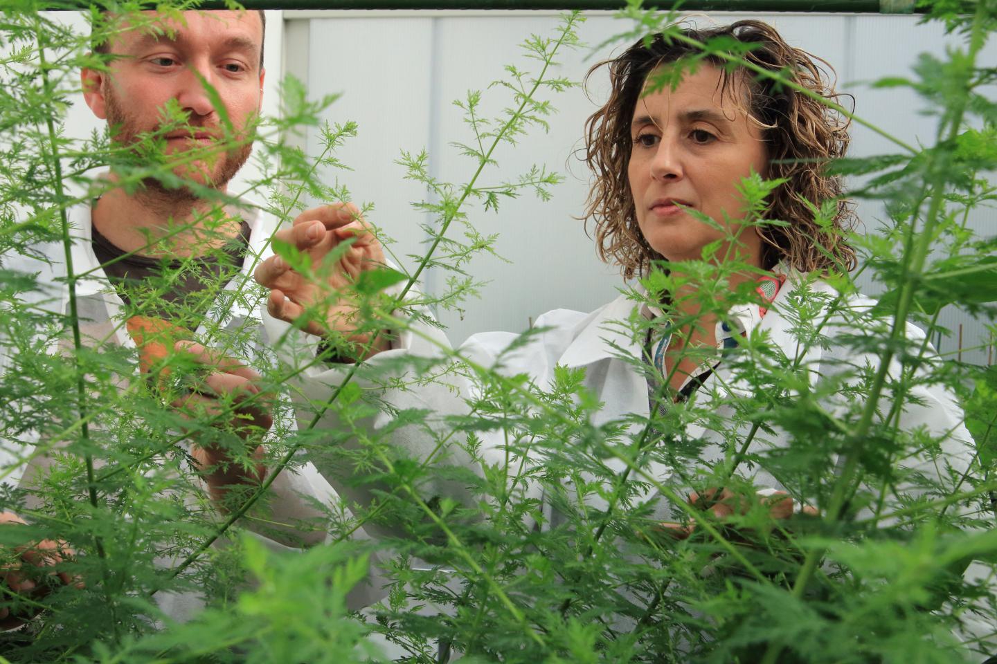 Luis Matias-Hernandez and Soraya Pelaz, Centre for Research in Agricultural Genomics