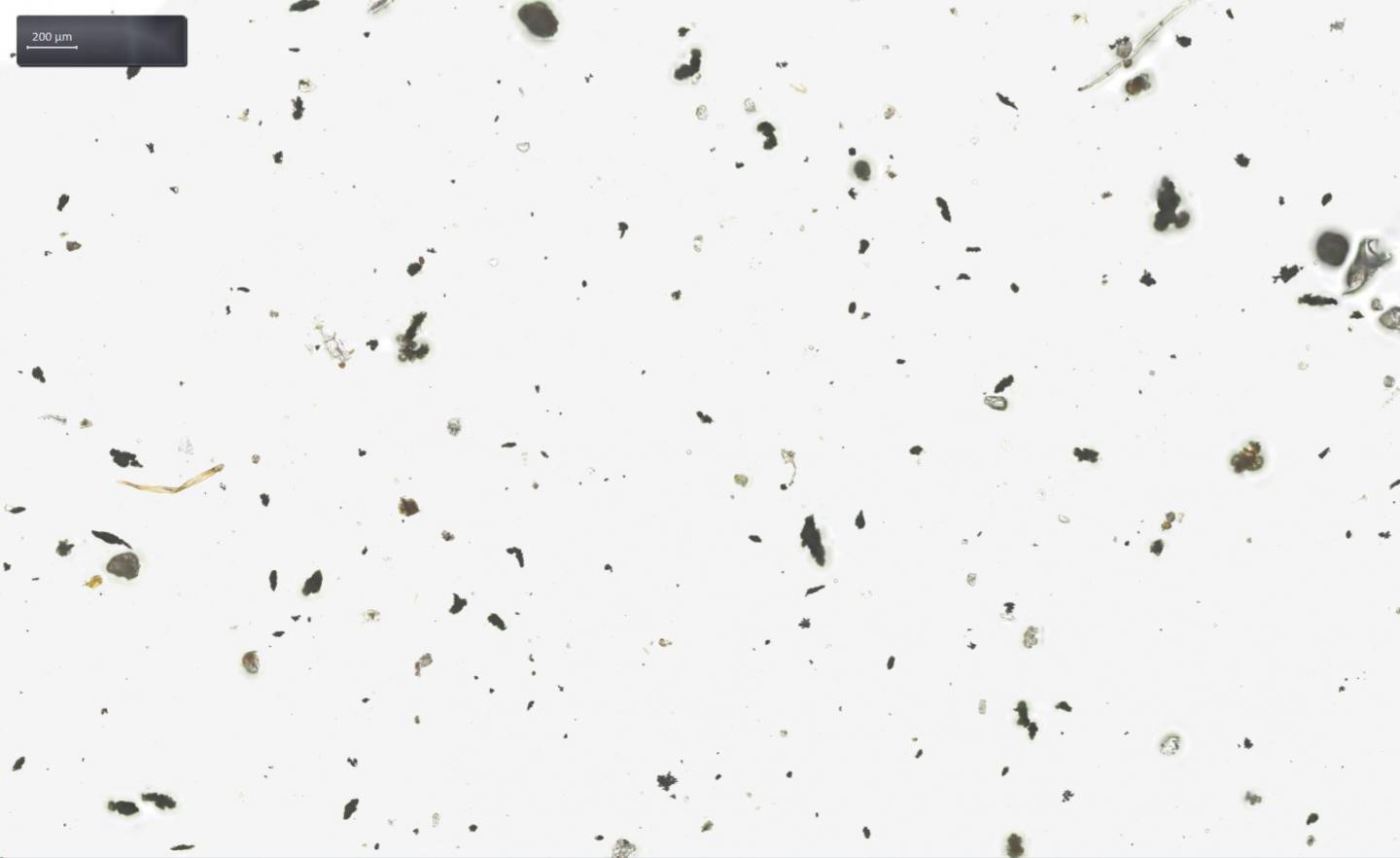 Transmitted-light microscope image of airborne particles