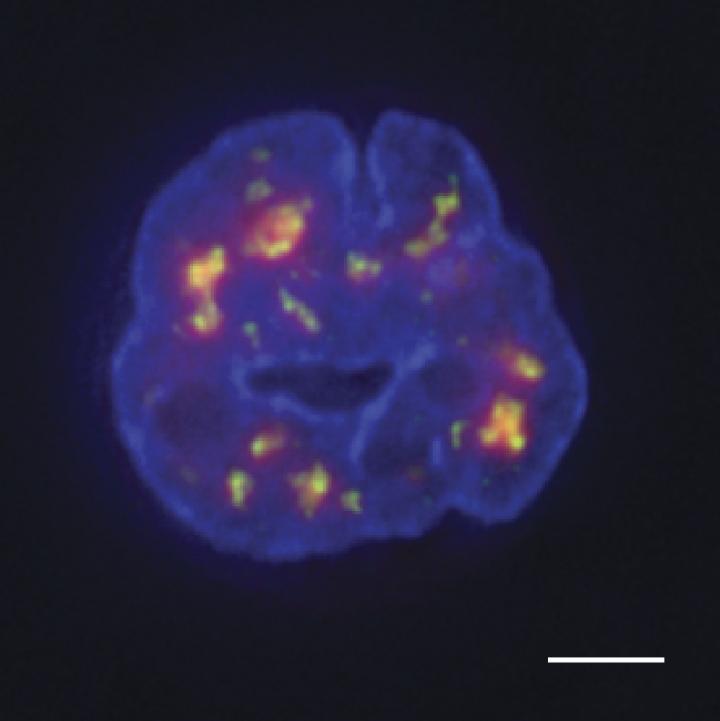 TSA-Seq Can Measure the Position of Genes in the Nucleus