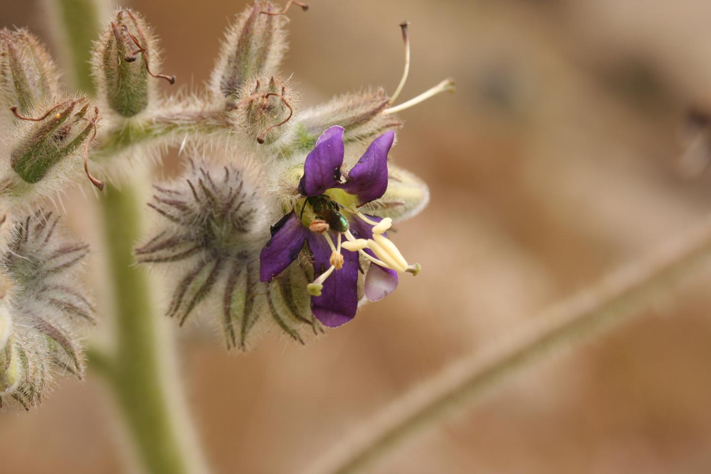 Wigandia caracasana 