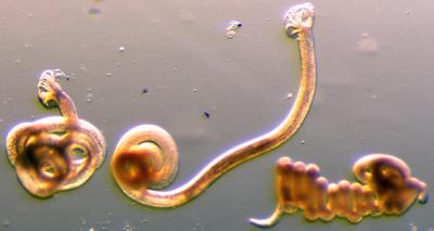 <i>Heligmosomoides polygyrus</i>