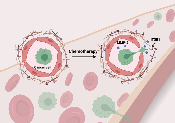 Chemotherapy changes the blood vessel wall to increase cancer cell adhesion