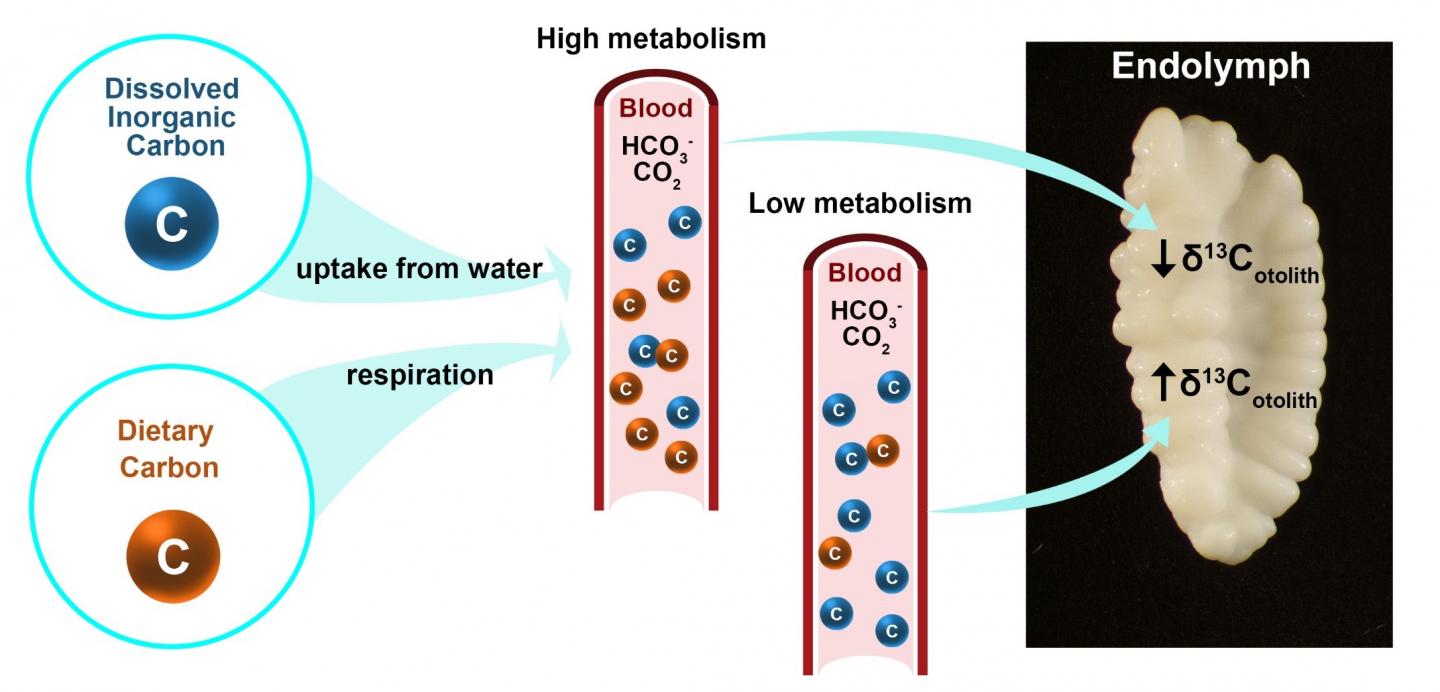 Fish's Fitness Tracker
