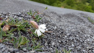 A sea Campion seen against a gritty backdrop