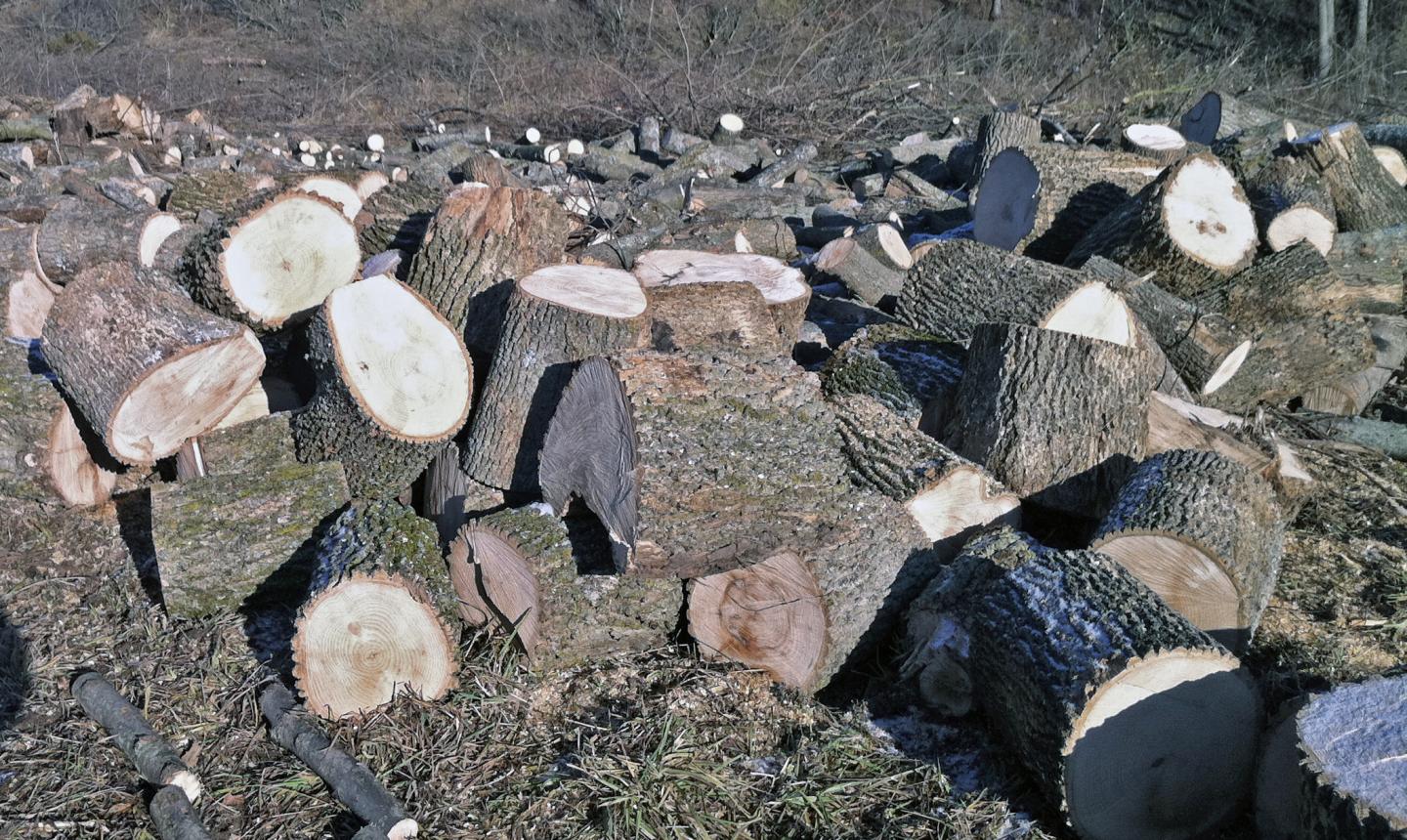 An Ash Plantation in Kellogg, Michigan, Totally Destroyed by Emerald Ash Borer