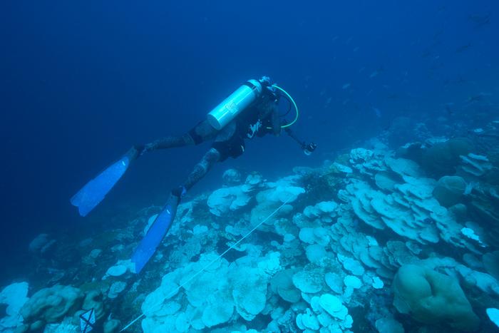 Expedition diver Rose Dodwell documenting the extent of coral bleaching along a transect at 32 meters depth (white transect tape is visible in the middle of the image).