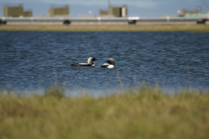 Loons in Arctic
