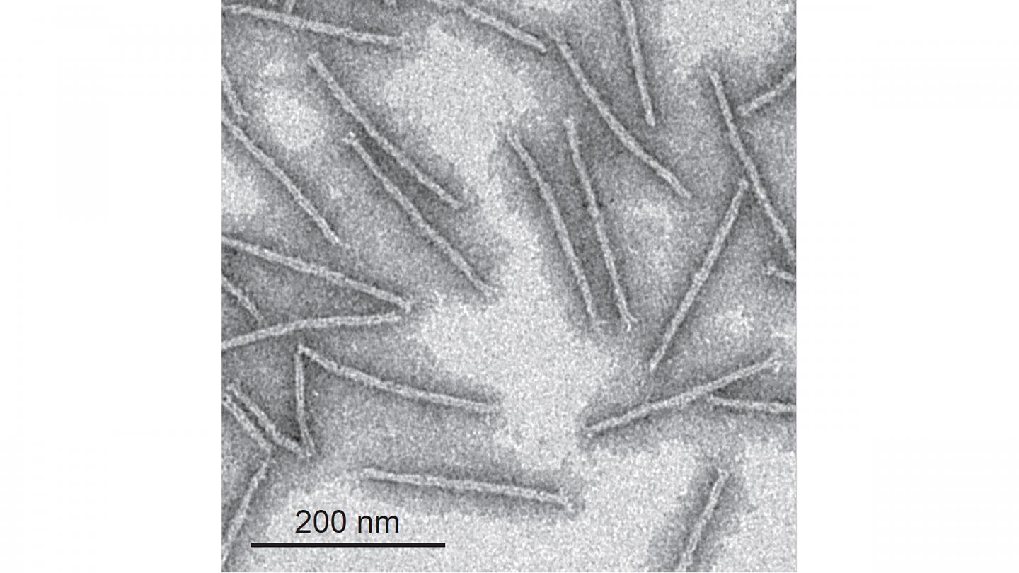 Transmission electron microscopy image of DNA origami wires before the coating