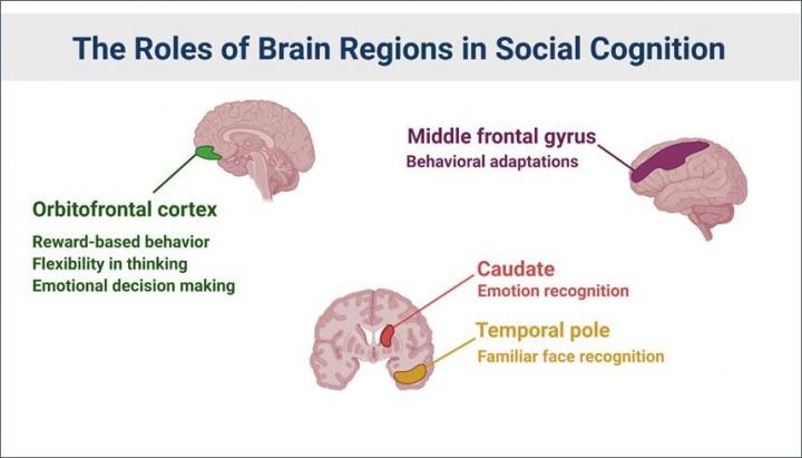 Roles of Brain Regions in Social Cognition