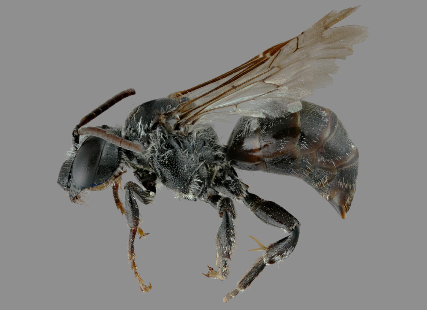 The Specimen from Canada