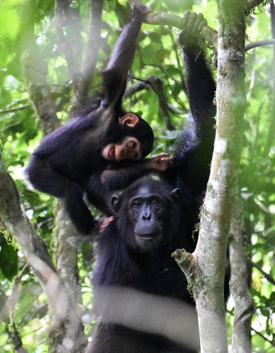 Kanywara chimpanzees playing