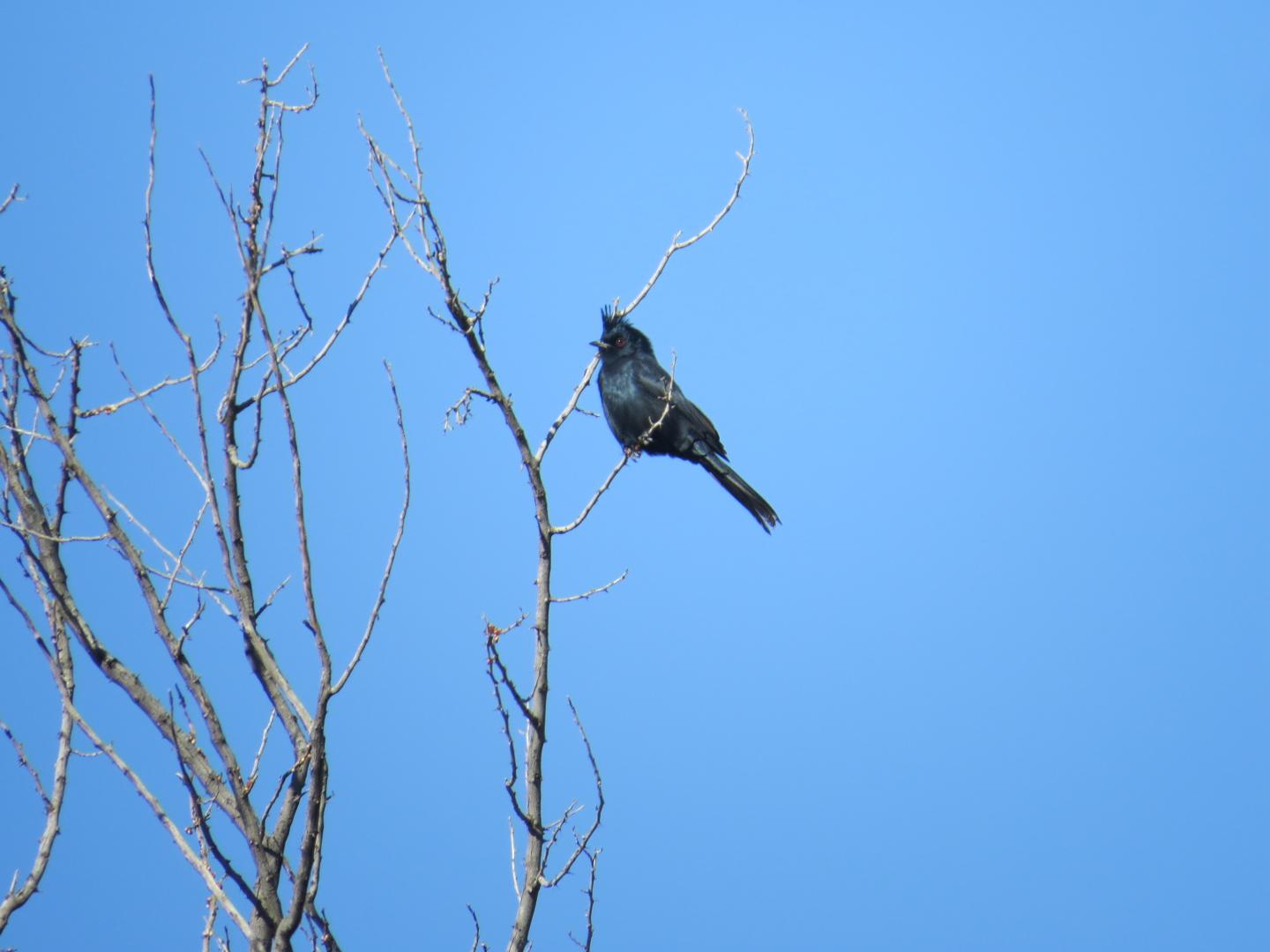Phainopepla
