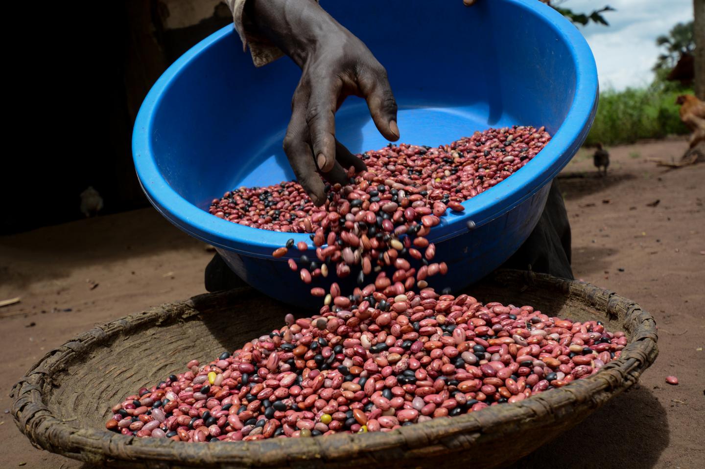 Beans-Uganda