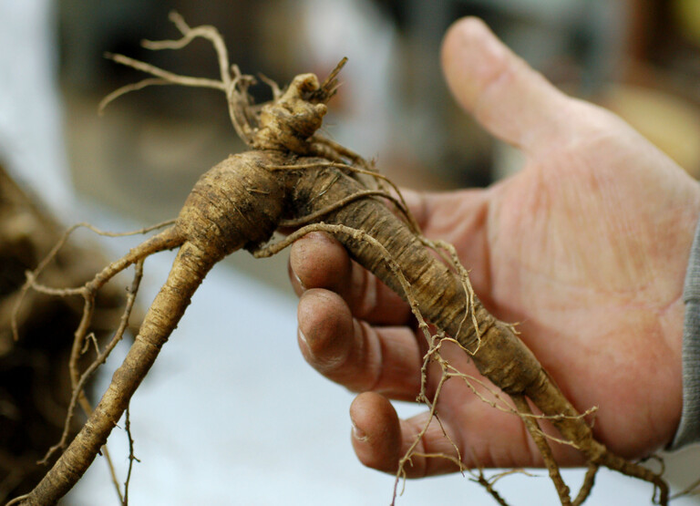 Big Ginseng