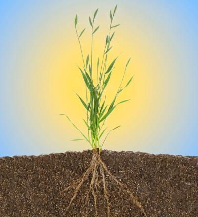 <i>Brachypodium distachyon</i>