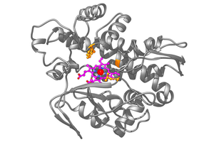 artificial metalloenzyme