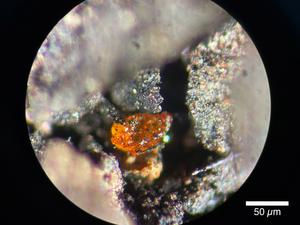 Macrograph of Antarctic Amber