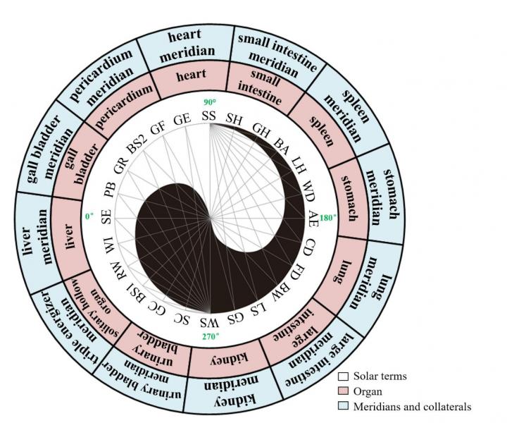 Figure 1. Interrelationships of the 24-STs