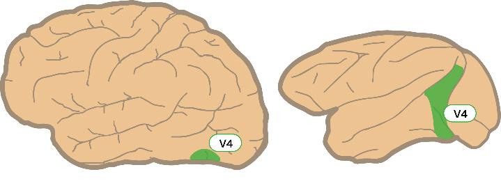 Visual Cortical Area V4