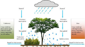 Figure 2. Schematic diagram of forest understory functioning on soil and water conservation.