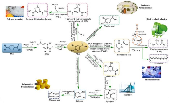 Microbial metabolism of TPA for upcycling conversion.
