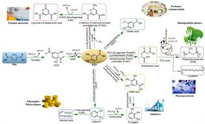 Microbial metabolism of TPA for upcycling conversion.