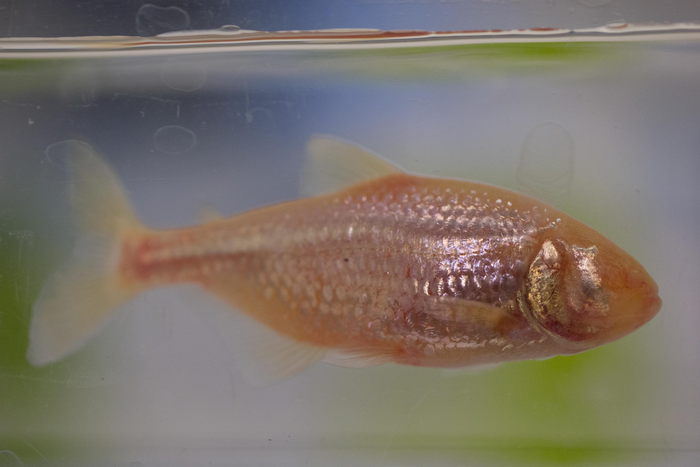 Cavefish