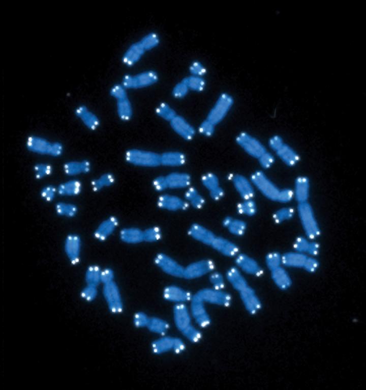 Telomeres on Human Chromosomes