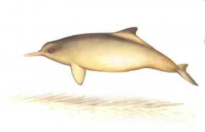 Franciscana Dolphin