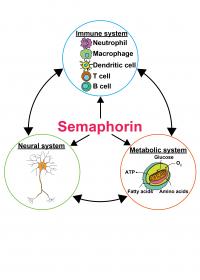 Semaphorin in Neural-Immune-Metabolic System
