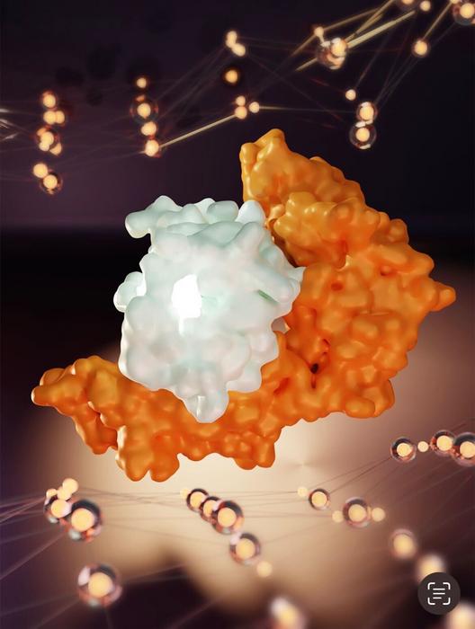 Human leukocyte antigen B (HLA-B) interacts with a segment from SARS-CoV-2