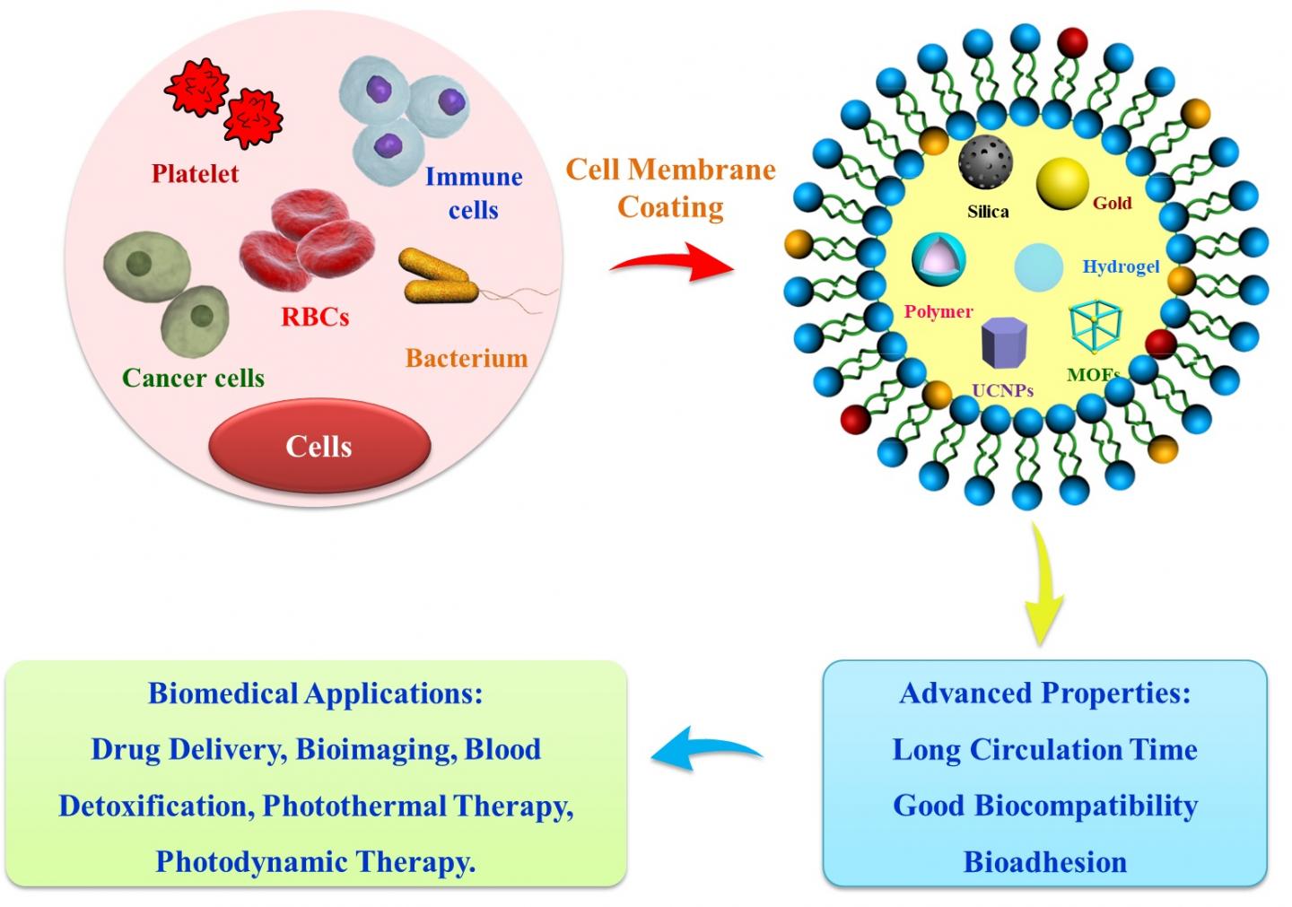 Cell Membrane-Coatings