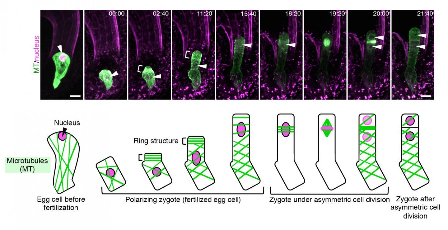 Changes in Assembly of Microtubules and Nucleus in an <i>Arabidopsis</i> Zygote over Time