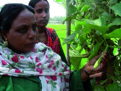Gourd Growers in Bangladesh