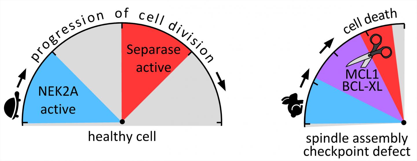 Cell Division