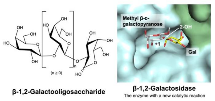 Novel β-galactosidase enzyme that specifically targets β-1,2-galactooligosaccharides