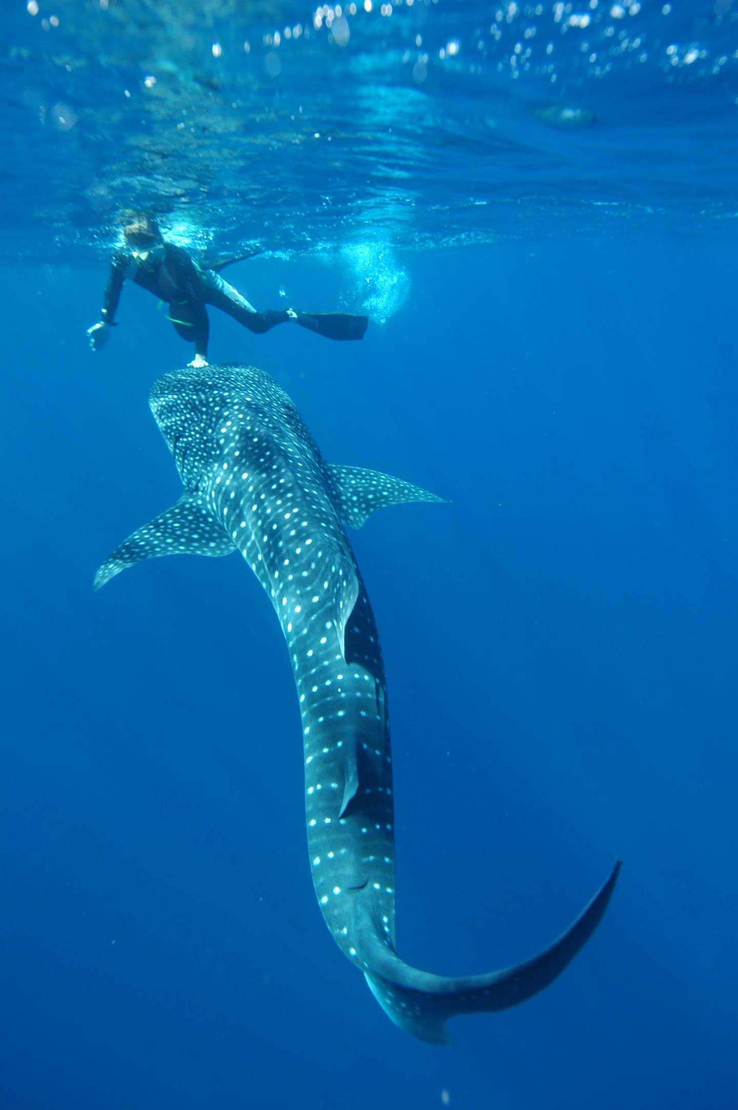 Swimming with a Whale Shark