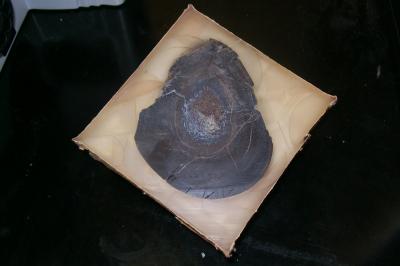 <I>Edmontosaurus</I> Bone