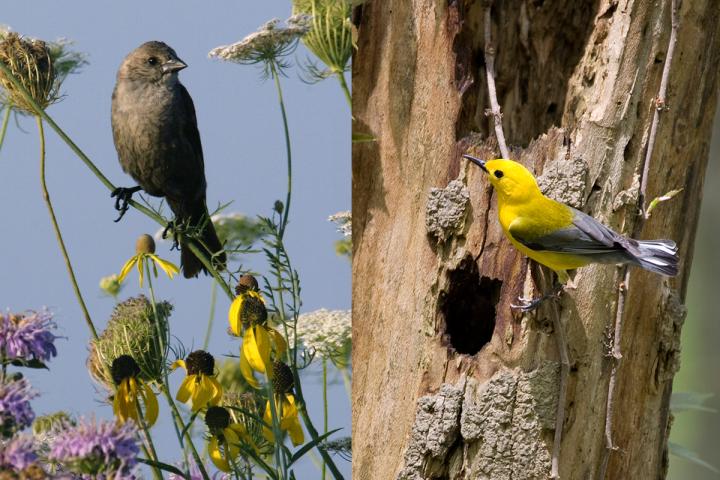 Cowbirds and Warblers