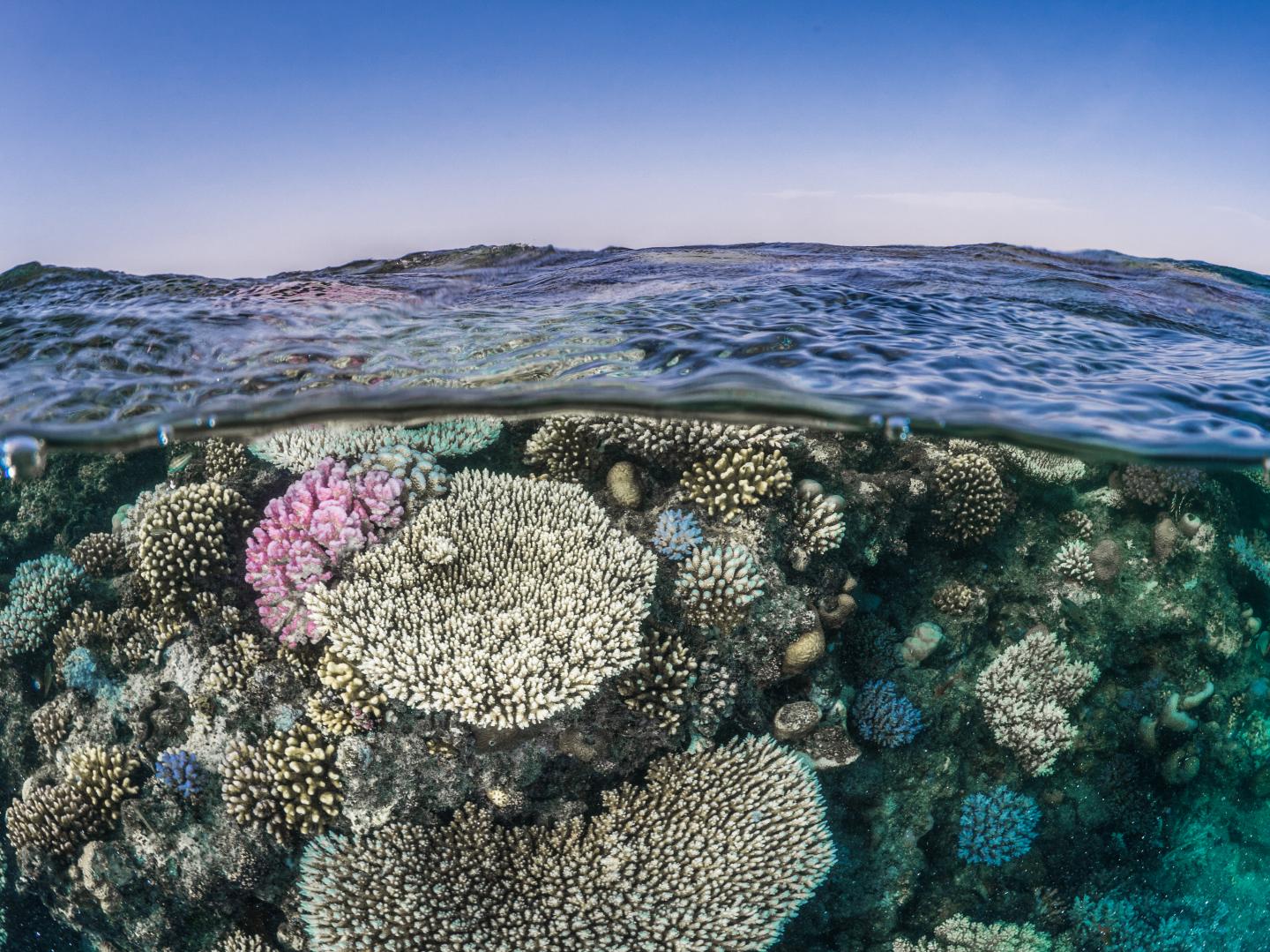 Ocean deoxygenation threat to coral reefs