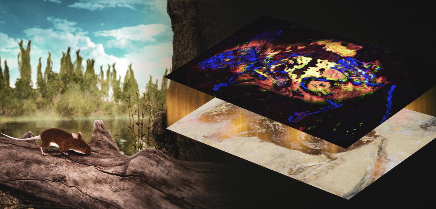 Red Pigment in Ancient Mouse Fossil